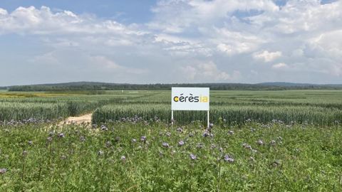 L’augmentation de la biomasse des couverts est un des leviers mobilisables pour améliorer son bilan carbone. C’est une des solutions d’accompagnement proposée par Cérèsia à ses adhérents.